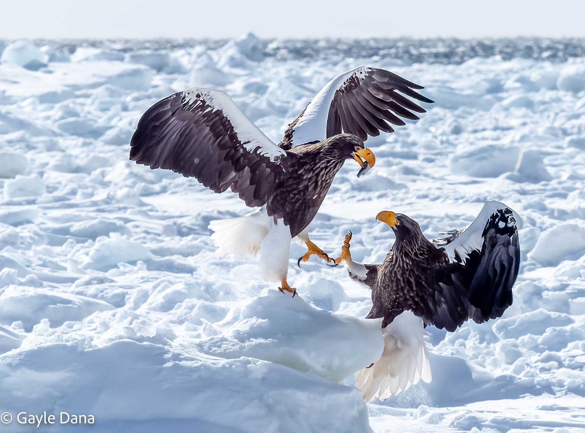 2 Stellar's Eagles fighting over fish